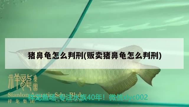 豬鼻龜怎么判刑(販賣豬鼻龜怎么判刑) 豬鼻龜怎么判刑(販賣豬鼻龜怎么判刑) 豬鼻龜百科