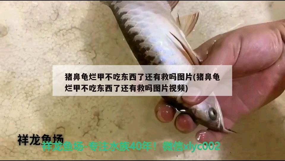 豬鼻龜爛甲不吃東西了還有救嗎圖片(豬鼻龜爛甲不吃東西了還有救嗎圖片視頻)