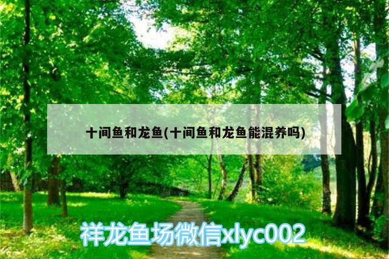 十間魚和龍魚(十間魚和龍魚能混養嗎)