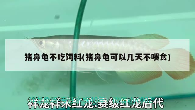 豬鼻龜不吃飼料(豬鼻龜可以幾天不喂食) 豬鼻龜不吃飼料(豬鼻龜可以幾天不喂食) 豬鼻龜百科
