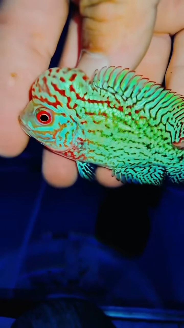 養了幾條苗都沒頭
