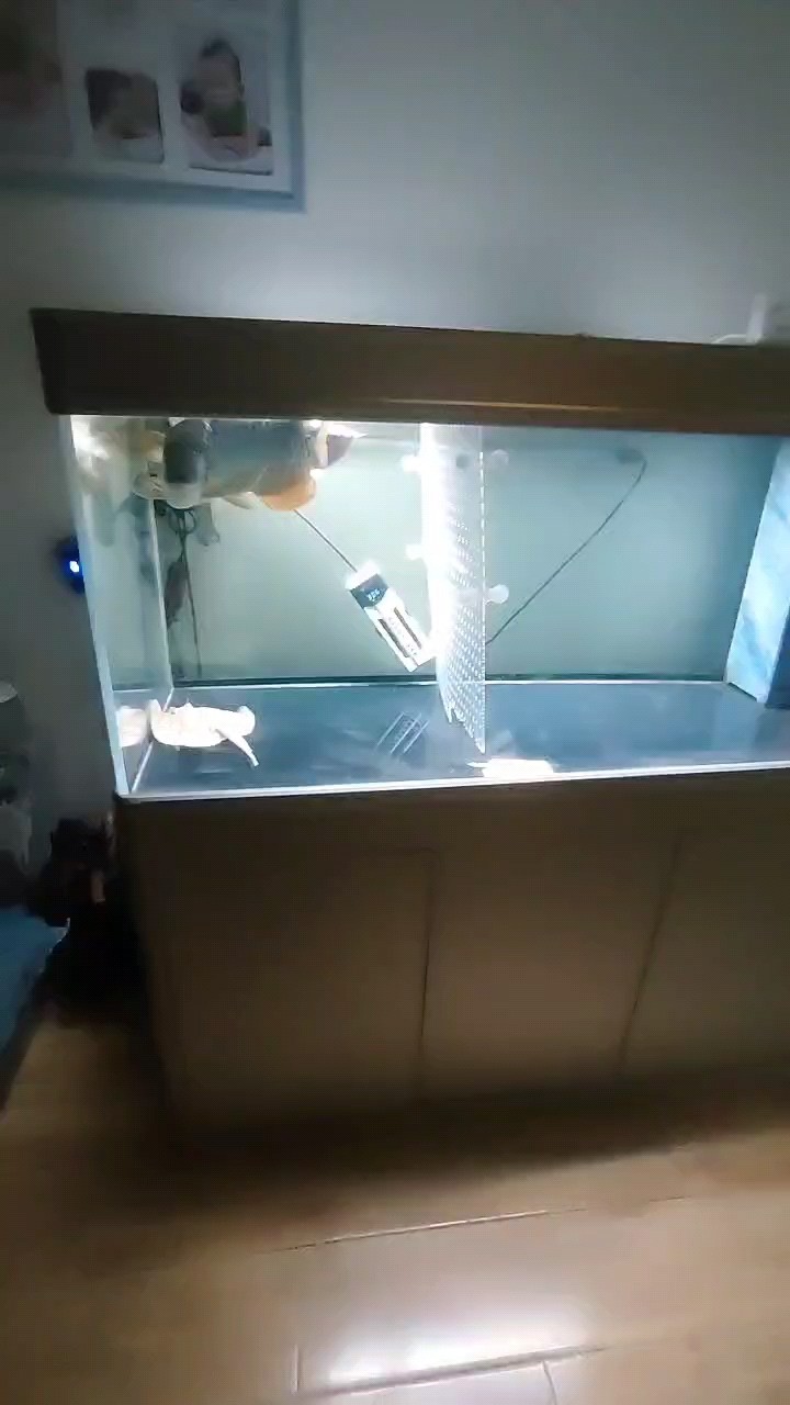 買魚挨揍嗎？