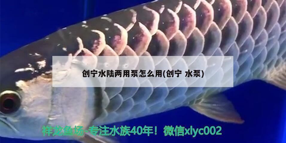 創寧水陸兩用泵怎么用(創寧水泵)