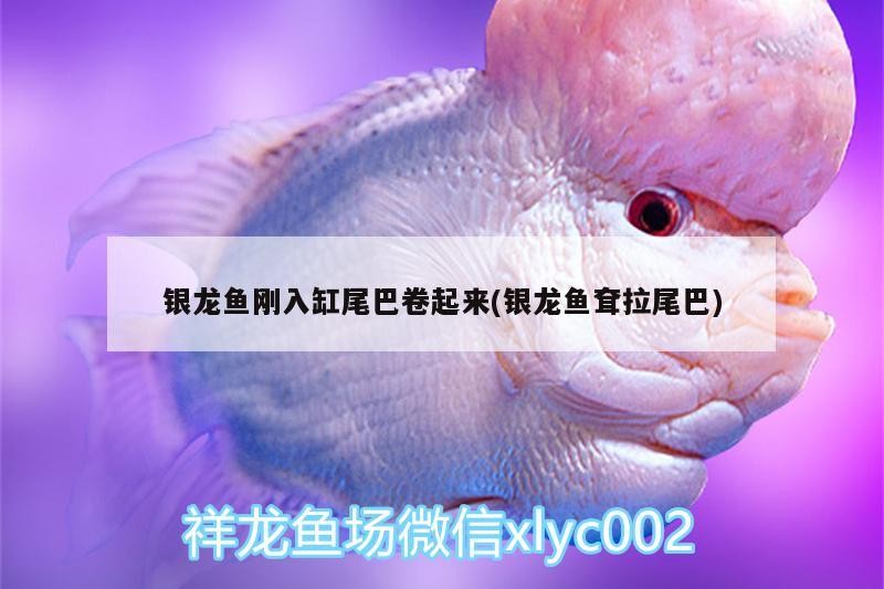 銀龍魚剛入缸尾巴卷起來(銀龍魚耷拉尾巴)