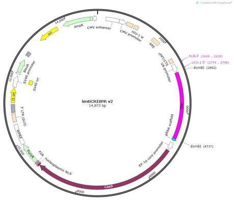 CRISPR-Cas9技術(shù)在BD魟魚上的具體操作：crispr-cas9技術(shù)在bd魟魚上的應(yīng)用