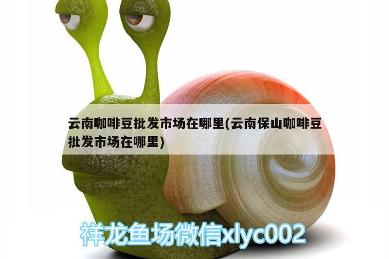 云南咖啡豆批發(fā)市場在哪里(云南保山咖啡豆批發(fā)市場在哪里)