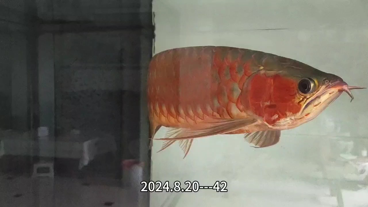 42個月的樣子 龍魚論壇 第1張 42個月的樣子 42個月的樣子 龍魚論壇 第1張