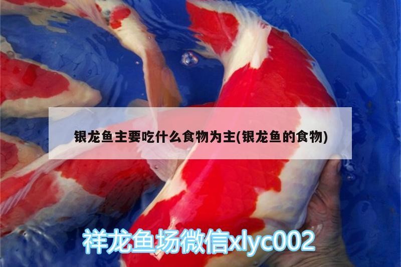 銀龍魚主要吃什么食物為主(銀龍魚的食物)