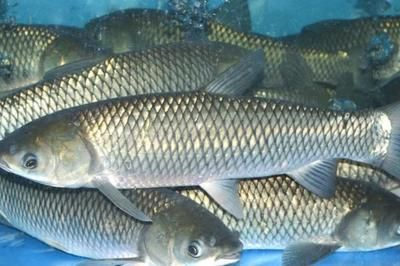 魟魚適合和什么魚混養(yǎng)：關(guān)于魟魚混養(yǎng)的建議