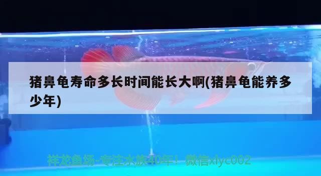 豬鼻龜壽命多長(zhǎng)時(shí)間能長(zhǎng)大啊(豬鼻龜能養(yǎng)多少年) 豬鼻龜壽命多長(zhǎng)時(shí)間能長(zhǎng)大啊(豬鼻龜能養(yǎng)多少年) 豬鼻龜百科