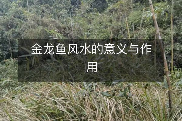 圖騰金龍魚風水作用探究：金龍魚在風水學中占據著重要的地位，在風水學中占據著重要地位