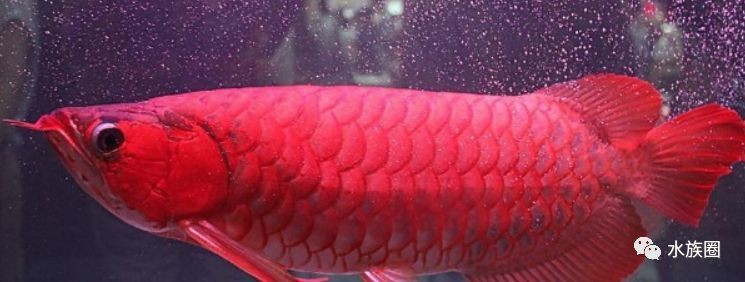 龍魚魚缸最佳尺寸是多少合適，飼養(yǎng)龍魚的魚缸最佳尺寸是多少？