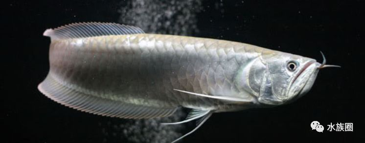 龍魚魚缸最佳尺寸是多少合適，飼養(yǎng)龍魚的魚缸最佳尺寸是多少？