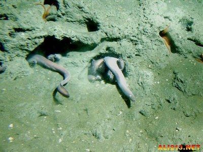 虎魚的功效與作用：虎魚的營養價值與作用