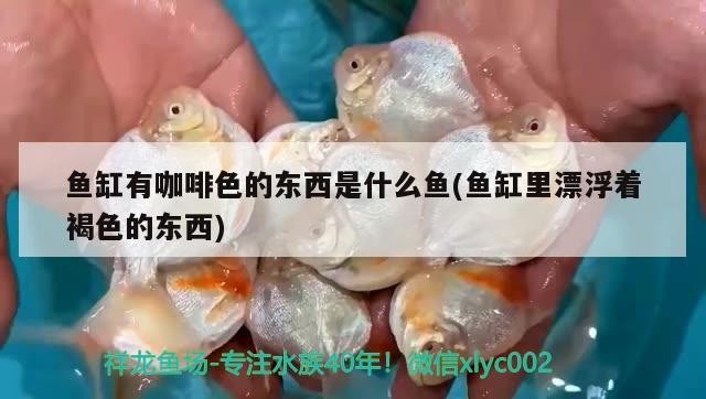 魚缸造景先放沙還是先放水(魚缸造景先鋪沙還是先放石頭) 魚缸有咖啡色的東西是什么魚(魚缸里漂浮著褐色的東西) 馬來西亞咖啡 魚缸有咖啡色的東西是什么魚(魚缸里漂浮著褐色的東西) 魚缸有咖啡色的東西是什么魚(魚缸里漂浮著褐色的東西) 馬來西亞咖啡
