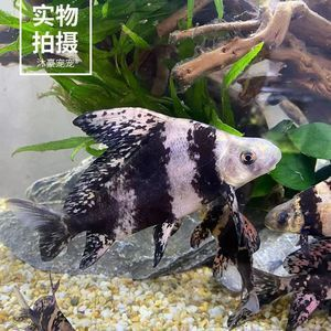 維生素C作為亞甲基藍替代物的具體用法（維生素c與亞甲基藍的不同之處） 維生素C作為亞甲基藍替代物的具體用法（維生素c與亞甲基藍的不同之處） 龍魚百科 第1張