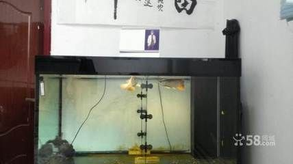 安陽龍魚vs祥龍魚場(chǎng)（安陽龍魚批發(fā)市場(chǎng)）