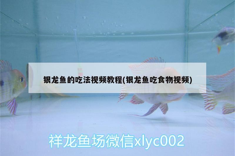 銀龍魚的吃法視頻教程(銀龍魚吃食物視頻)