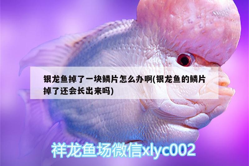 銀龍魚掉了一塊鱗片怎么辦啊(銀龍魚的鱗片掉了還會長出來嗎)