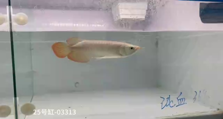 給大魚缸換水的作文:體驗給大魚缸換水的樂趣:體驗給大魚缸換水:給大魚缸換水的作文 25號缸-印尼大湖純血小紅龍,越大越漂亮品種。 龍魚論壇 25號缸-印尼大湖純血小紅龍,越大越漂亮品種。 25號缸-印尼大湖純血小紅龍,越大越漂亮品種。 龍魚論壇