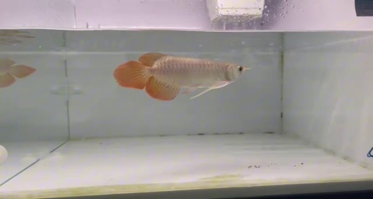 47號缸-印尼大湖賽級小紅龍，越大越漂亮品種。