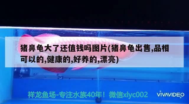 豬鼻龜大了還值錢(qián)嗎圖片(豬鼻龜出售,品相可以的,健康的,好養(yǎng)的,漂亮)