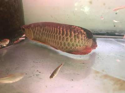 龍魚爛尾最好的解決辦法是什么vs祥龍魚場：祥龍魚場評價如何龍魚爛尾病因分析
