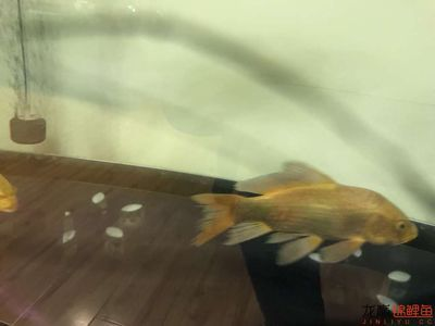 龍魚爛尾最好的解決辦法是什么vs祥龍魚場(chǎng)：祥龍魚場(chǎng)評(píng)價(jià)如何龍魚爛尾病因分析