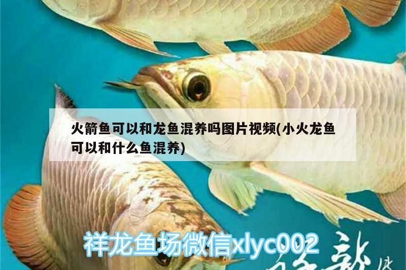火箭魚可以和龍魚混養嗎圖片視頻(小火龍魚可以和什么魚混養) 火箭魚可以和龍魚混養嗎圖片視頻(小火龍魚可以和什么魚混養) 魟魚百科
