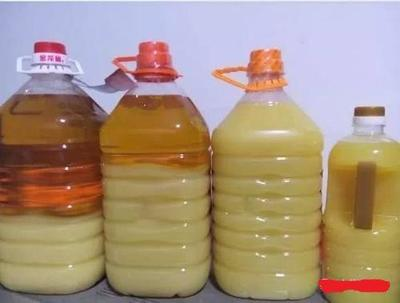 貓吃魚(yú)：貓吃魚(yú)會(huì)被魚(yú)刺卡嗎