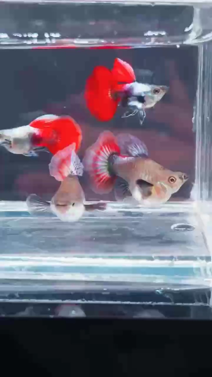 稀有球體孔雀魚