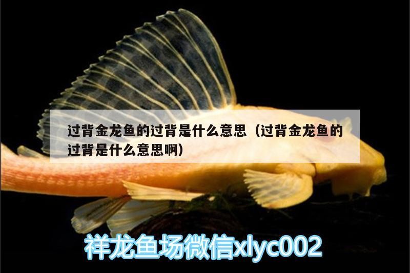 過背金龍魚的過背是什么意思（過背金龍魚的過背是什么意思?。? title=