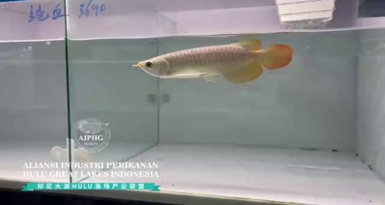 魚缸過濾器選購指南:自制魚缸過濾器魚缸上置過濾器對于養魚愛好者的必備知識 24號缸-印尼大湖純血小紅龍,越大越漂亮品種。 龍魚論壇 24號缸-印尼大湖純血小紅龍,越大越漂亮品種。 24號缸-印尼大湖純血小紅龍,越大越漂亮品種。 龍魚論壇