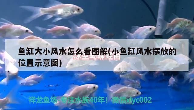 云溪區(qū)綠錦園林藝術(shù)店