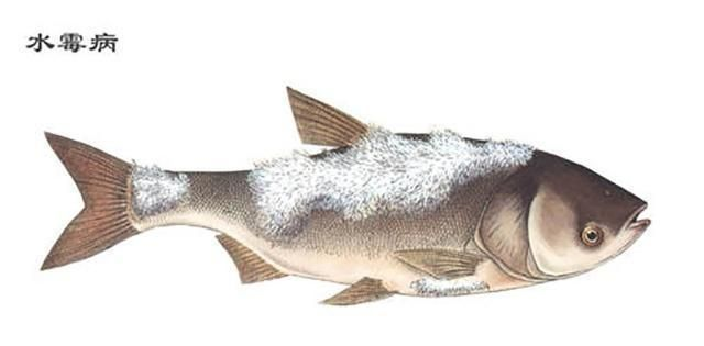 龍魚(yú)尾巴長(zhǎng)白點(diǎn)怎么處理vs祥龍魚(yú)場(chǎng)：龍魚(yú)尾巴長(zhǎng)白點(diǎn)可能由多種原因引起