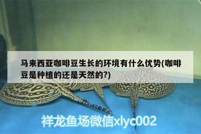 馬來西亞咖啡豆生長的環境有什么優勢(咖啡豆是種植的還是天然的?)