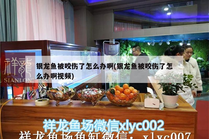 銀龍魚被咬傷了怎么辦啊(銀龍魚被咬傷了怎么辦啊視頻) 銀龍魚被咬傷了怎么辦啊(銀龍魚被咬傷了怎么辦啊視頻) 銀龍魚百科