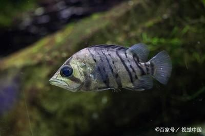 虎魚好飼養(yǎng)嗎：虎魚的飼養(yǎng)難度有多大？