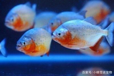 虎魚好飼養(yǎng)嗎：虎魚的飼養(yǎng)難度有多大？