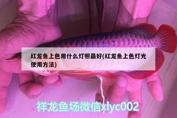 紅龍魚上色用多少色溫的燈照：紅龍魚上色時適宜的色溫光照范圍