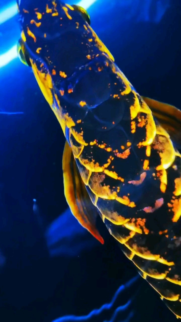 水幕金～古典過背 水幕金～古典過背 龍魚論壇