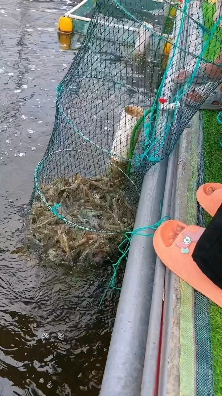 持續疏密中