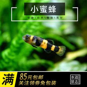 虎魚吃活食要怎樣除蟲：虎魚吃活食如何除蟲 虎魚吃活食要怎樣除蟲：虎魚吃活食如何除蟲 虎魚百科