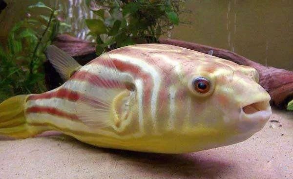 20種最兇猛的觀賞魚：20種被認為是兇猛的觀賞魚
