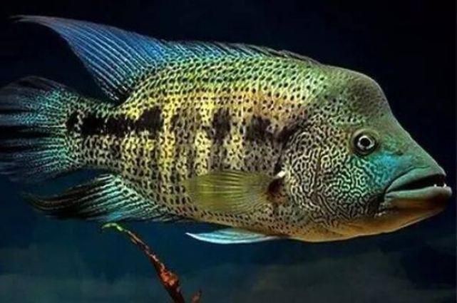 20種最兇猛的觀賞魚：20種被認為是兇猛的觀賞魚