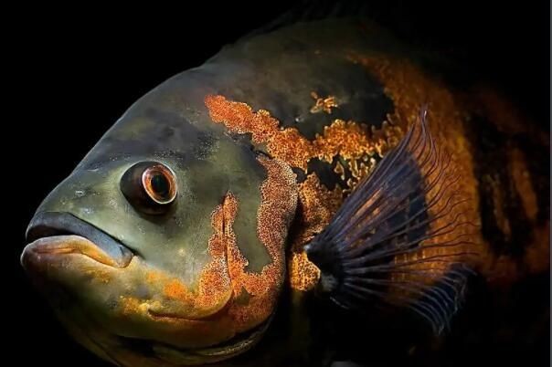 20種最兇猛的觀賞魚：20種被認為是兇猛的觀賞魚