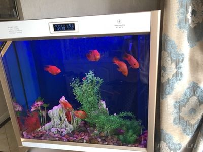 便宜魚缸和品牌魚缸的差別大嗎：便宜魚缸和品牌魚缸選購注意事項(xiàng)在購買時(shí)需要注意什么