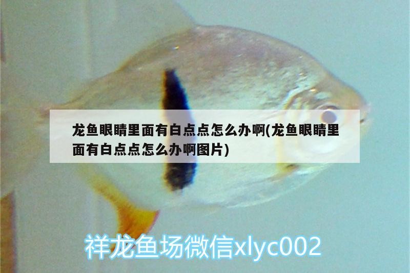 龍魚眼睛里面有白點(diǎn)點(diǎn)怎么辦啊(龍魚眼睛里面有白點(diǎn)點(diǎn)怎么辦啊圖片) 龍魚眼睛里面有白點(diǎn)點(diǎn)怎么辦啊(龍魚眼睛里面有白點(diǎn)點(diǎn)怎么辦啊圖片) 魟魚百科