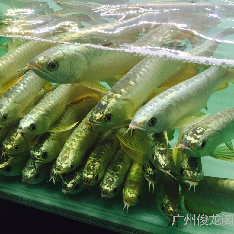 活餌料對金龍魚色彩的影響：活餌料對金龍魚的影響