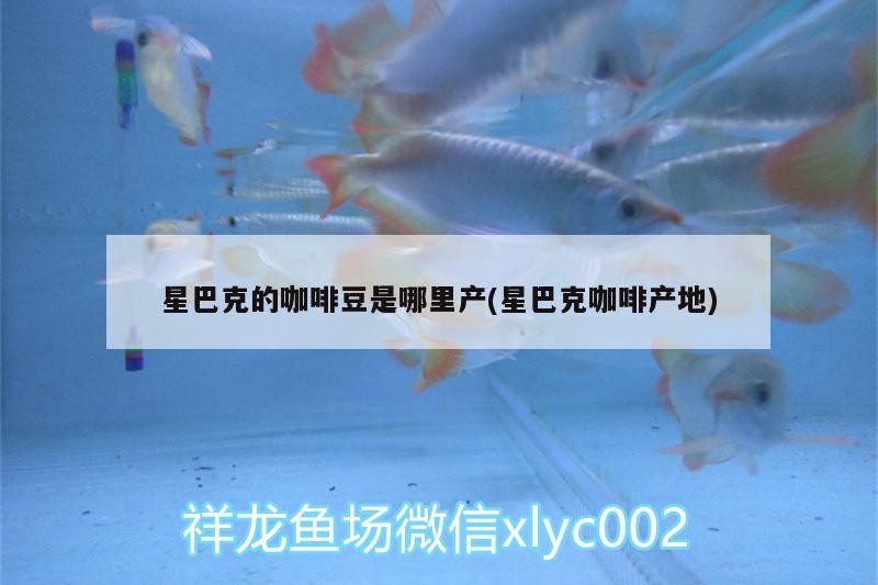 星巴克的咖啡豆是哪里產(chǎn)(星巴克咖啡產(chǎn)地)